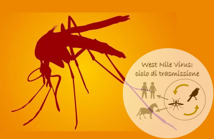 Malattia e West Nile Virus