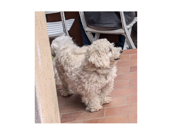 cane lupo