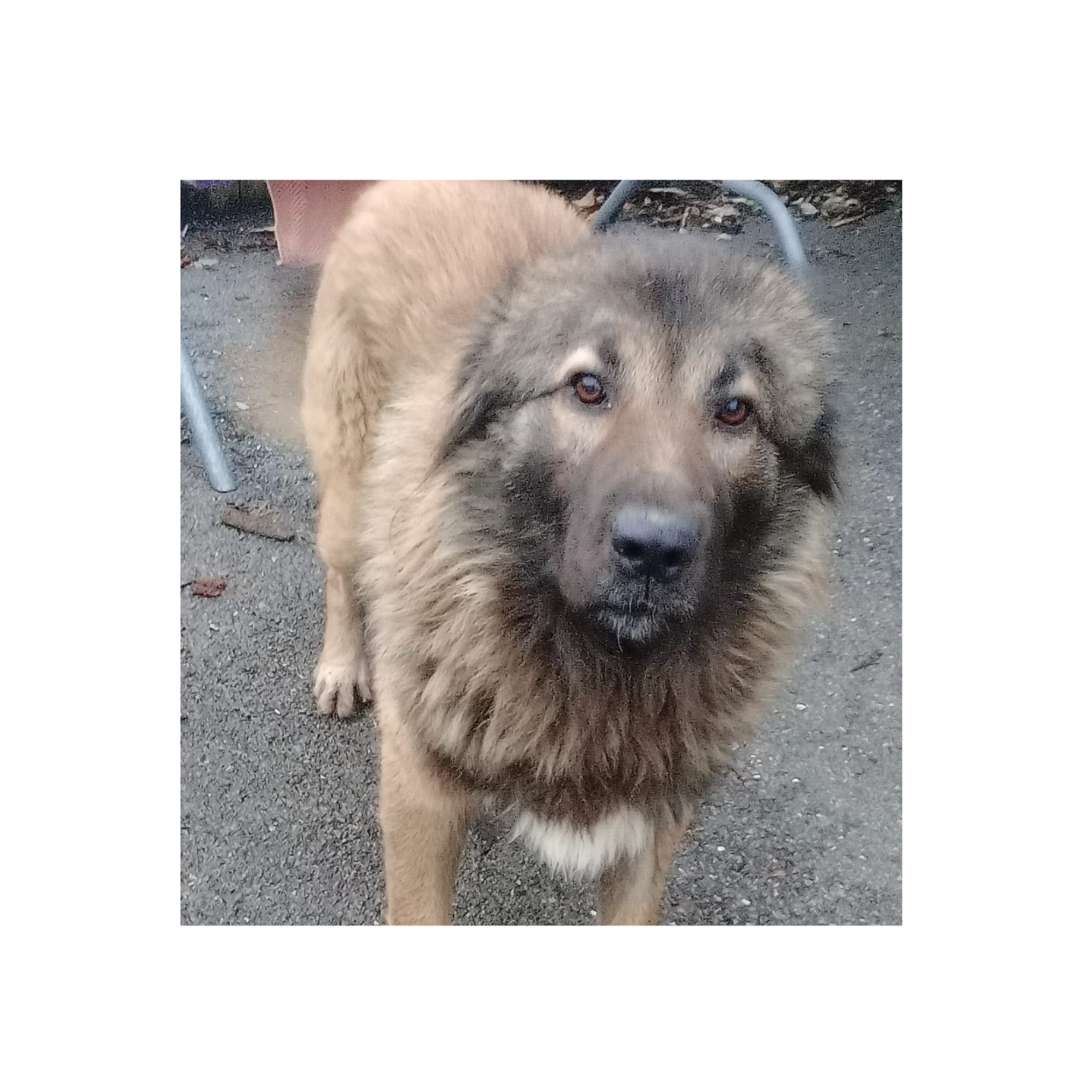 Meticcio cane da pastore guardiano