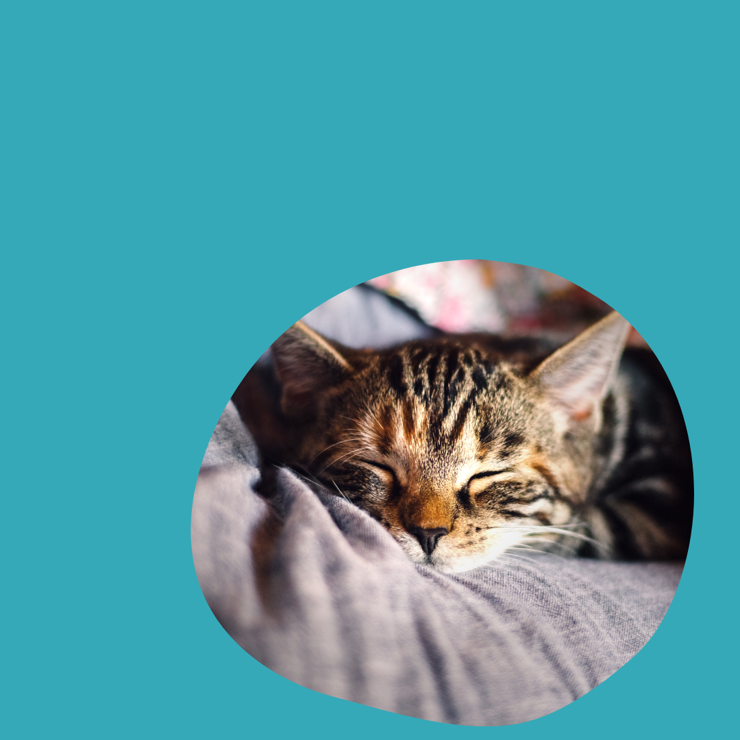 GATTI LIBERI: Cura, gestione, convivenza