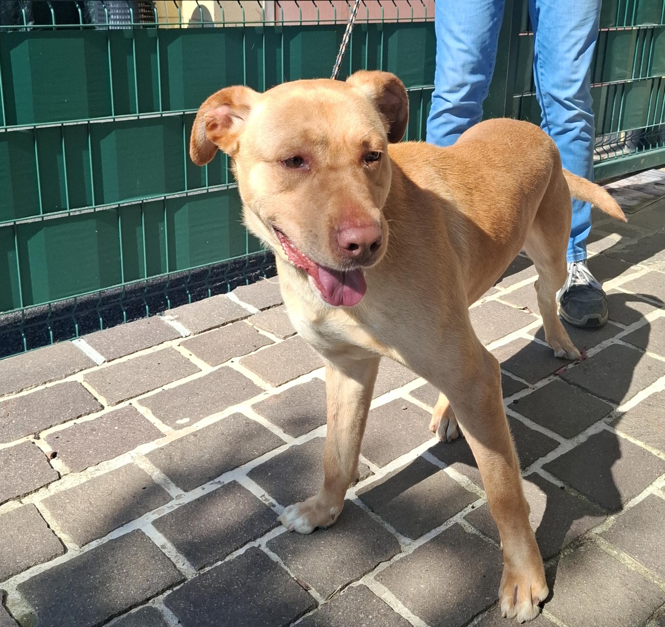 Meticcio Labrador