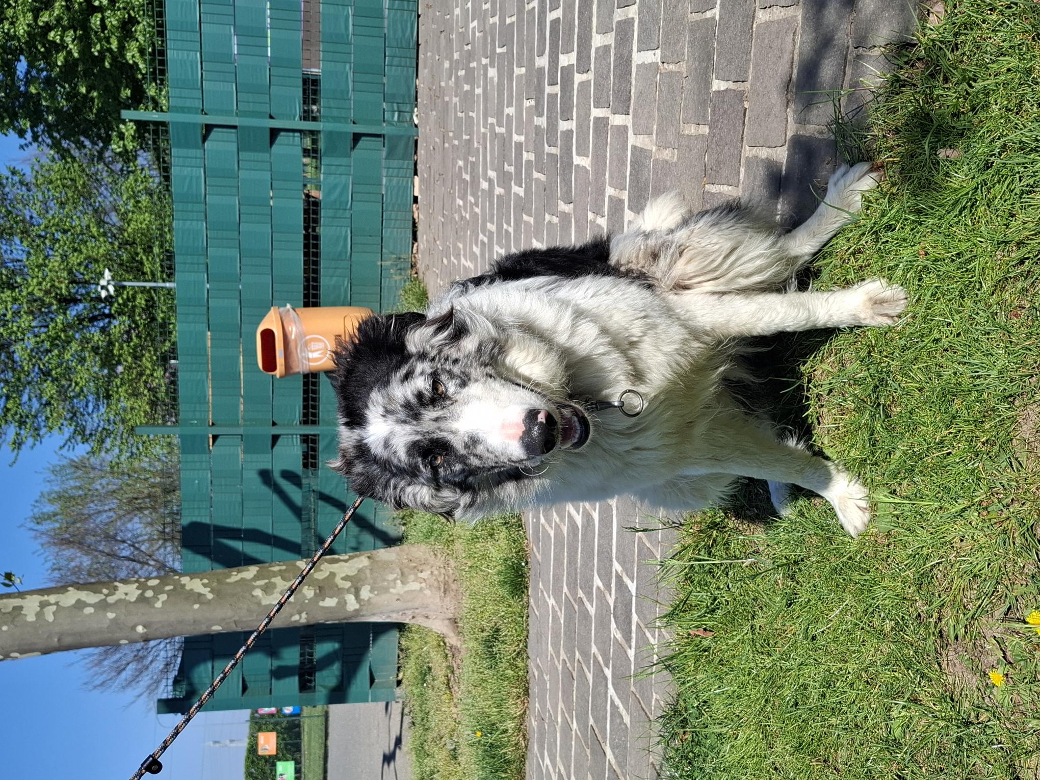 Meticcio Australian shepherd