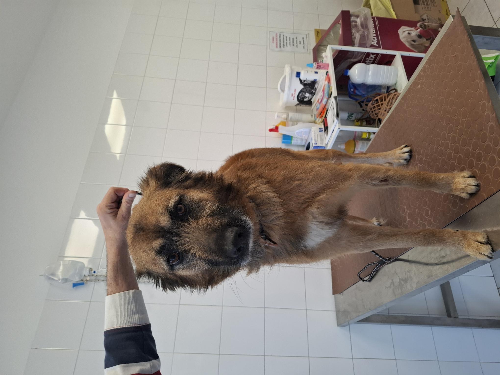 Meticcio cane da pastore