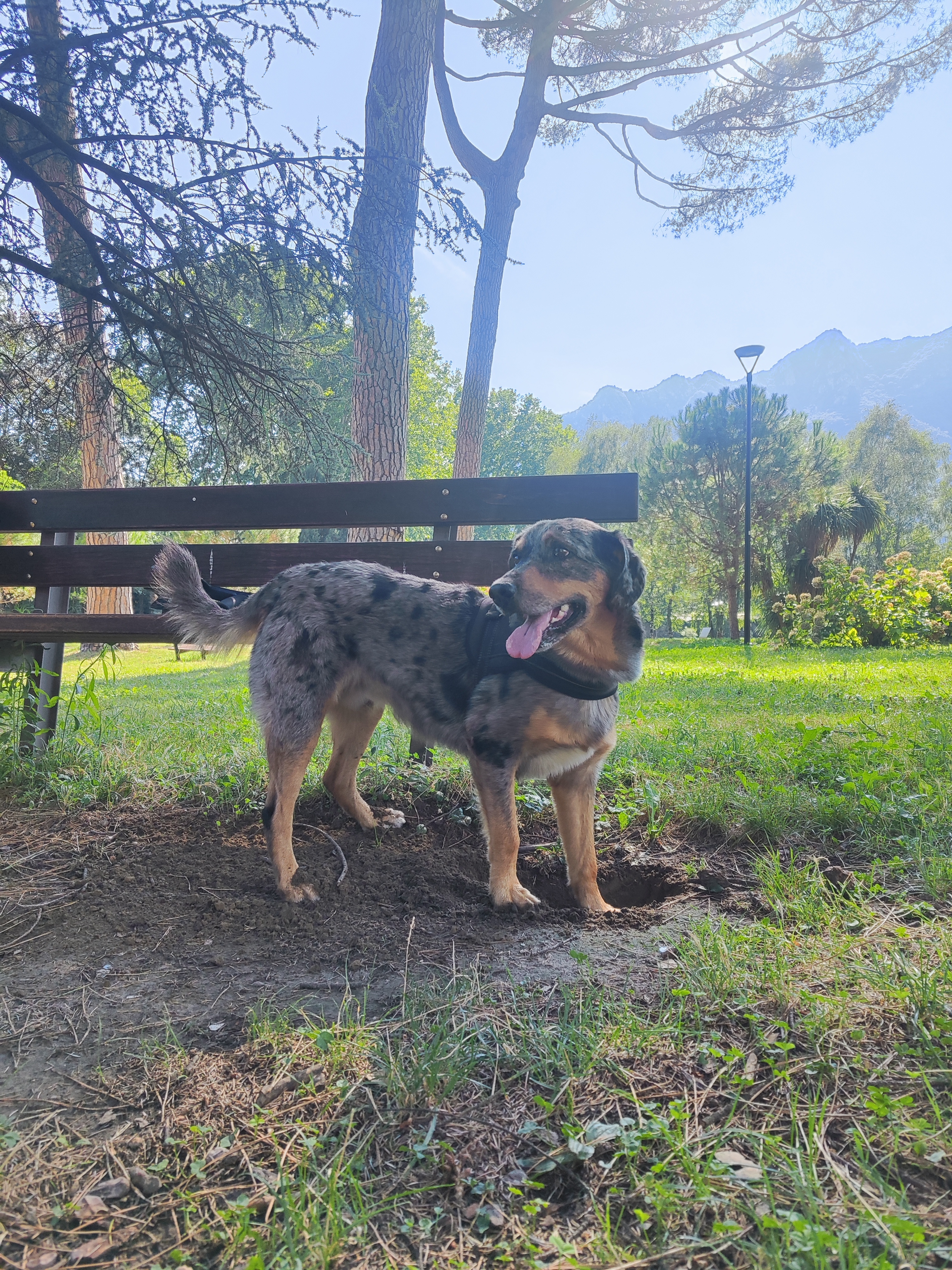 Meticcio Australian shepherd