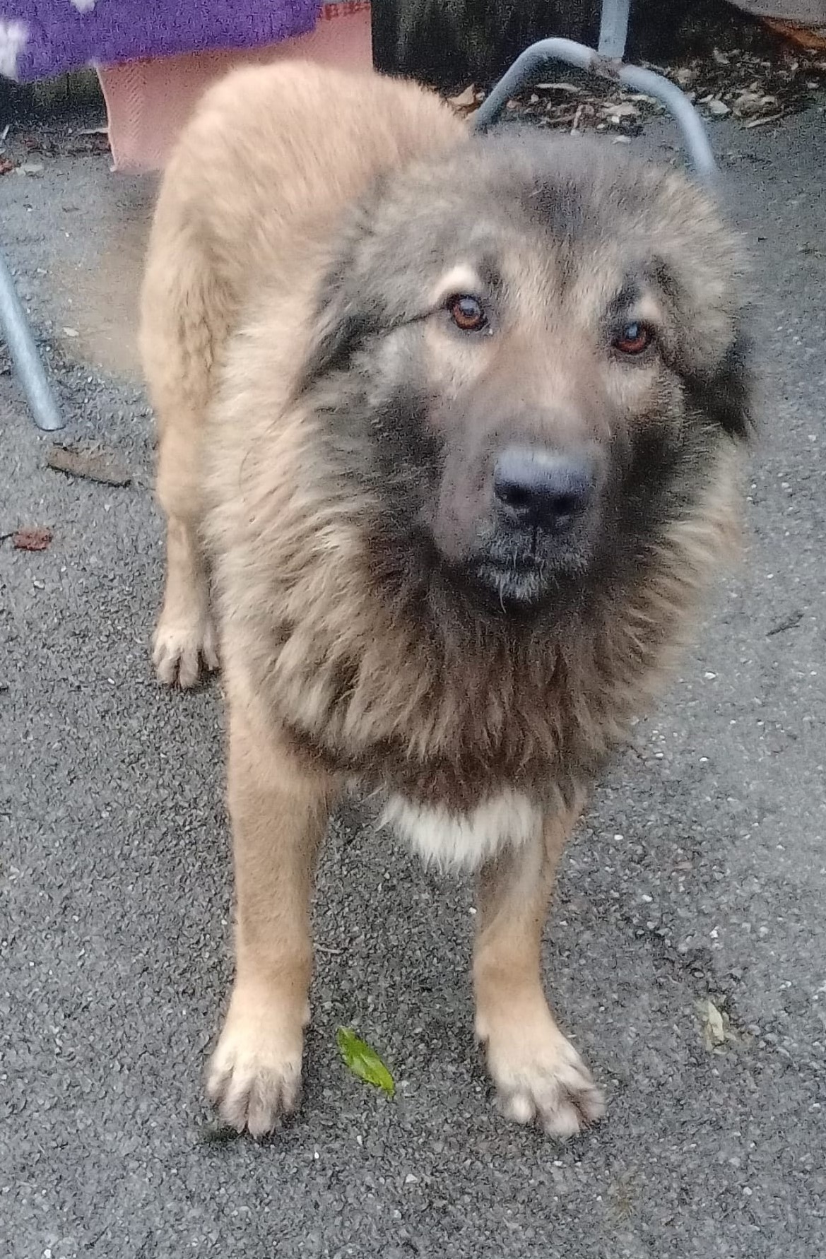 Meticcio cane da pastore guardiano