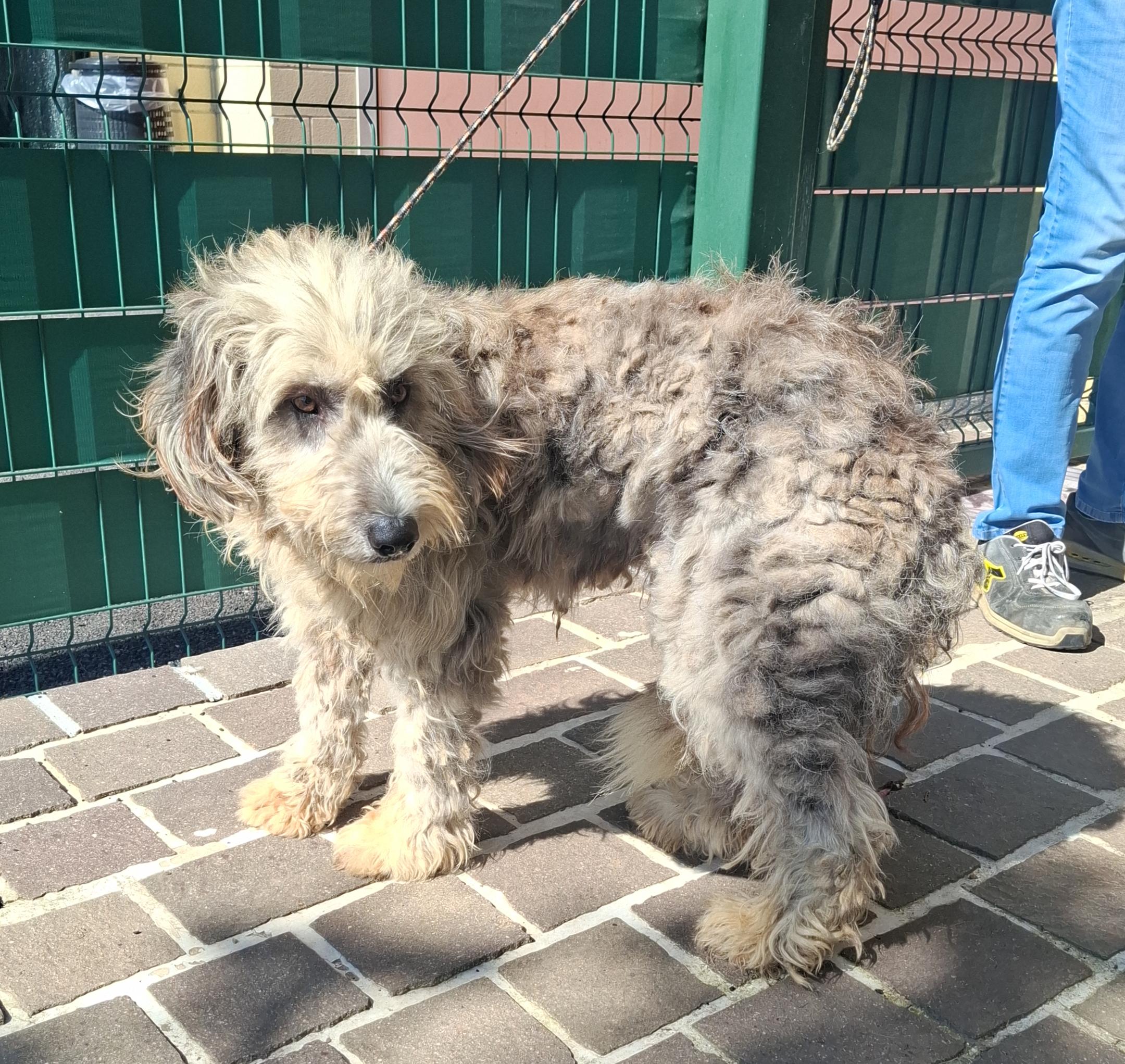 Meticcio Pastore Bergamasco